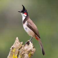 Red-whiskered Bulbul